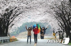 꽃망울 터트린 50리 벚꽃길