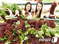 일반포도보다 크기는 작지만 당도는 최고