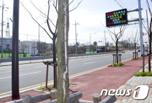 식목일인데…광주시 도로변 고사목 100여 그루 방치