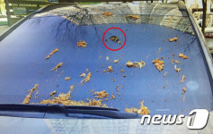 보복운전 뒤 오물 투척한 30대 여성