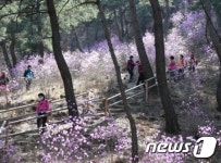 진달래꽃 만발… 괴산 산막이옛길 풍경 장관