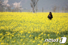 상춘객 유혹하는 남지 낙동강 유채 단지