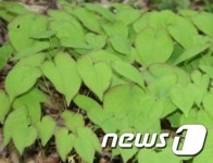 양구지역 새 소득 작목…삼지구엽초 부상
