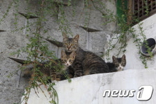 서울어린이대공원 내 길고양이 급식소 운영