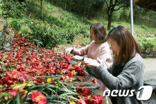 동백꽃 구경하는 동백아가씨