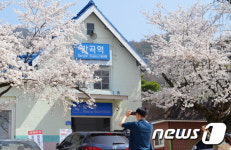 원주 벚꽃명소는 어디?…반곡역 등 벚꽃 만개
