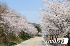 [풍경]무주군 라제통문~수경대 16km에 벚꽃 만발