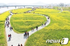 영산포로 유채꽃 구경오세요