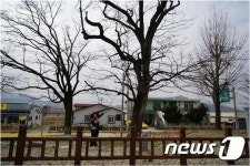 진안 마령면 천연기념물 이팝나무 DNA 복제 추진