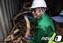 압수 코끼리 상아가 9.5톤…도대체 몇 마리야