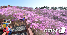 진달래가 만든 장관