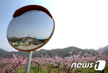 [풍경]무주군 내도리에 복숭아꽃 만개