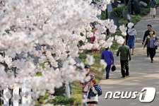경포벚꽃잔치, 내년부터 ‘걸으면서 즐기는 벚꽃길’ 축제로 개편