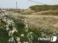 [풍경]과일 꽃으로 물든 전국 최대 과일산지 영동군