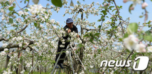사과꽃 적화작업에 분주한 농민