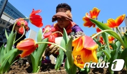 튤립단장하는 세종청사