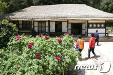 김윤식 생가 모란꽃 활짝