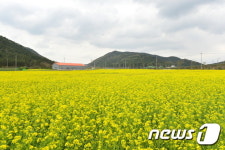 [화보] 고창 부안면 용산리 일대 유채꽃 만발