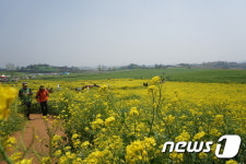 [화보] 30만평의 드넓은 고창청보리밭 장관