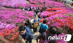 철쭉꽃길 걸어요