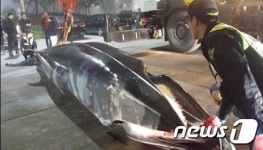 군산 앞바다서 숨진 밍크고래 발견