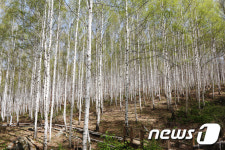 자작나무 숲