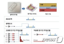 분당서울대병원, 동물실험 대체 인공 신장 칩 개발