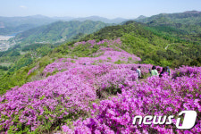 장수군 봉화산에 철쭉 활짝…내달 1~5일 절정