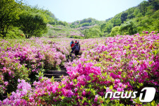봉화산에 활짝 핀 철쭉군락