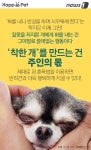 [펫카드] 사고 친 개를 혼내는 완벽한 방법