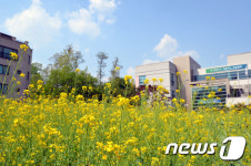 원주 무실동주민센터 앞 유채꽃밭 활짝