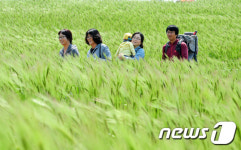 청보리로 만든 캔버스에 바람이 덧칠한 그림속에서