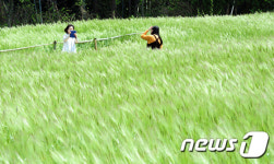 바람에 물결치는 청보리