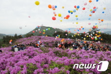 분홍꽃 활짝…장흥 제암산 철쭉제 8일 개최