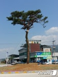 지리산 관문 인월면에 ‘300년 소나무’ 기증받아 식재