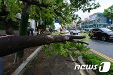 자전거도로 덮친 가로수