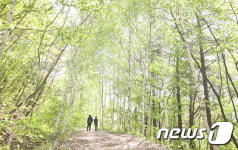 여름을 부르는 운장산 자작나무 길