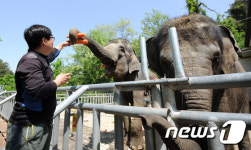 먹이 먹는 우치공원 코끼리