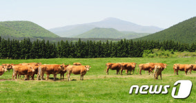 풀만 먹고 자란 한우 국내최초 출하