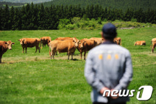 제주서 풀만 먹고 큰 청정 한우