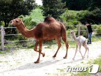 엄마 따라 산책하는 낙타