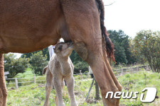 제주서 태어난 낙타