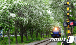 눈 내린 듯한 이팝나무 터널