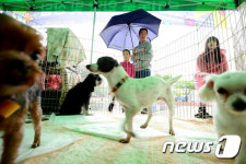 새로운 주인에게 따뜻한 사랑을
