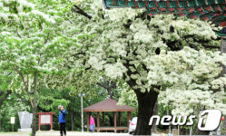 이팝나무 향기속으로
