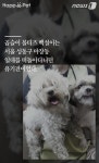 [펫카드] 세탁소를 찾아온 유기견 백설이의 사연