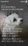 [펫카드] 세탁소를 찾아온 유기견 백설이의 사연