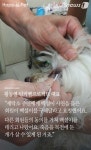 [펫카드] 세탁소를 찾아온 유기견 백설이의 사연