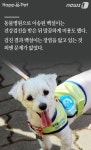 [펫카드] 세탁소를 찾아온 유기견 백설이의 사연