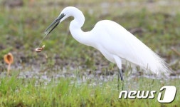 맛 좋은 미꾸라지